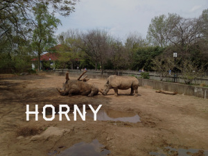 These rhinos sums up today.